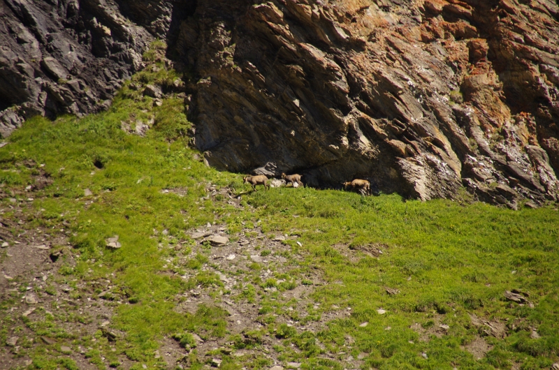 24h Hike Mammut_Ochsner 'Grosse Scheidegg _ Schwarzhorn 2927m' 18_08_2012 (143).JPG